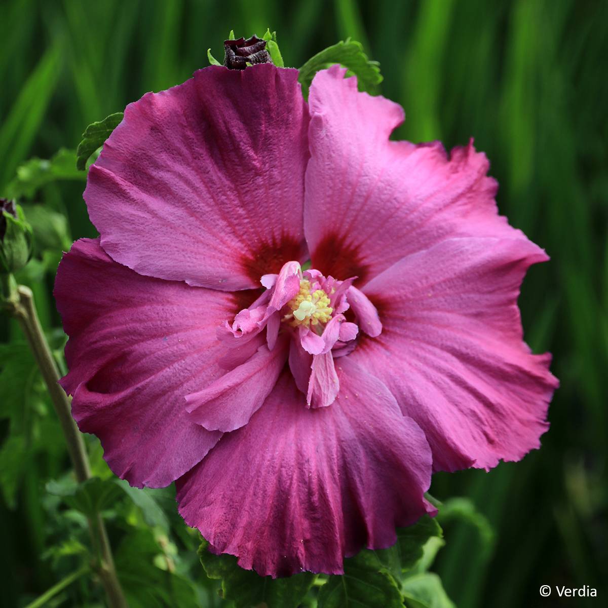 Hibiscus syriacus Hibisa Sangria - Althéa Pot de 3L/4L - Image 1