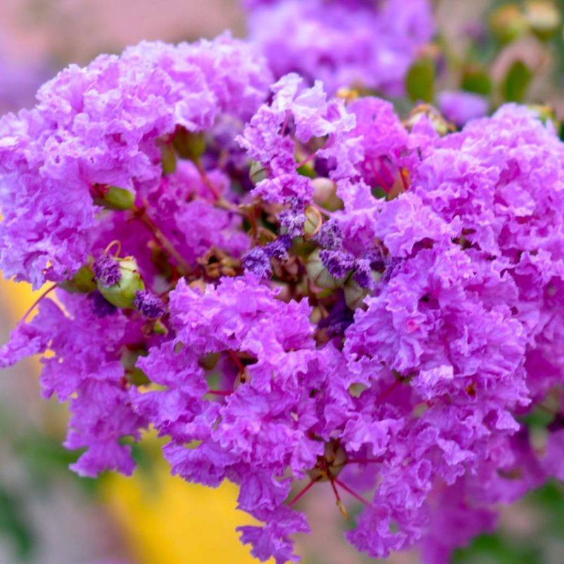 Lilas des Indes 'Catawba' (Lagerstroemia Indica) - Godet - Taille 13/25cm - Pépinières Naudet - Imagen 1