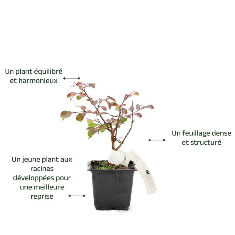 Lilas des Indes 'Catawba' (Lagerstroemia Indica) - Godet - Taille 13/25cm - Pépinières Naudet - Imagen 3