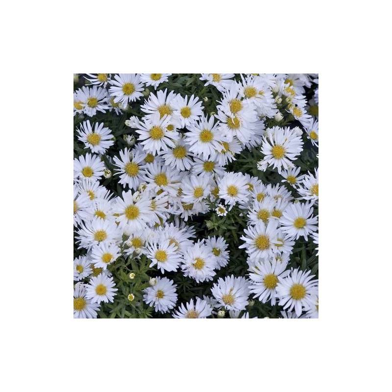 Aster d'automne Snowsprite, Aster dumosus à fleurs Blanche/ - feuillage Caduc - Godet - 5/20 cm - Imagen 4