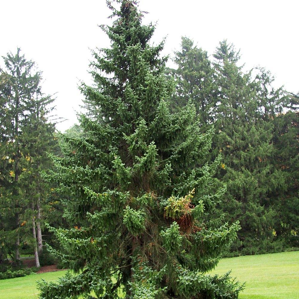 Promesse de Fleurs - Picea omorika - Épicéa de Serbie Pot de 3L/4L