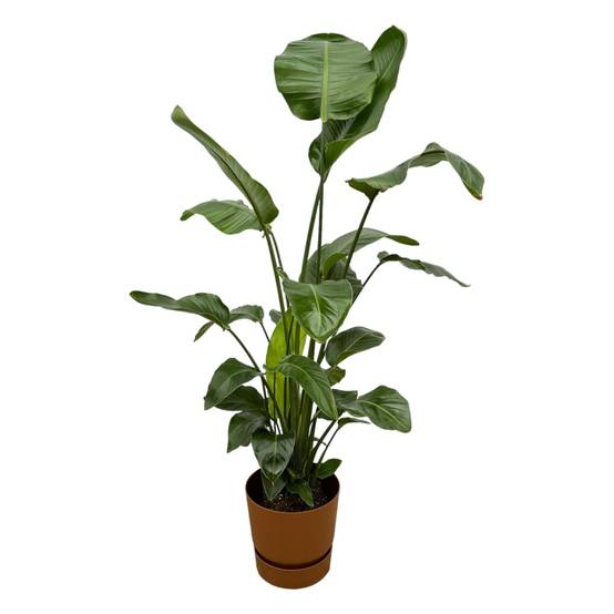 Strelitzia Nicolai 160cm et son pot- La Green Touch Marron + Reservoir - Hauteur 160cm