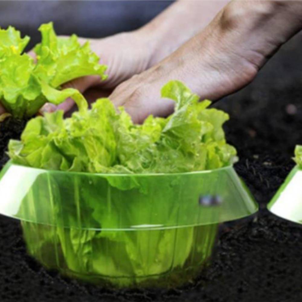 10 protections pour légumes verts rondes et épaisses anti-limaces transparentes et respirantes MCBOSON - Imagen 2