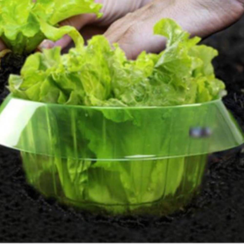 10 protections pour légumes verts rondes et épaisses anti-limaces transparentes et respirantes MCBOSON - Imagen 4