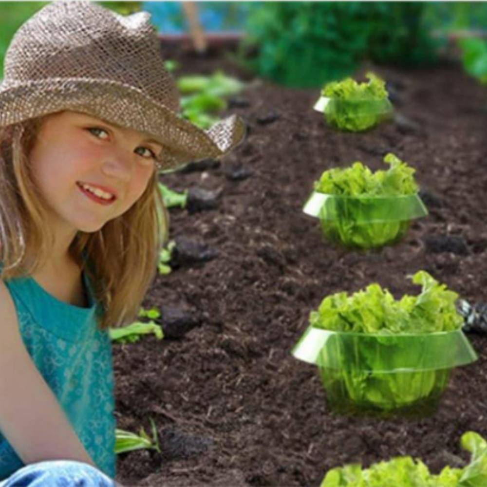 10 protections pour légumes verts rondes et épaisses anti-limaces transparentes et respirantes MCBOSON - Imagen 3