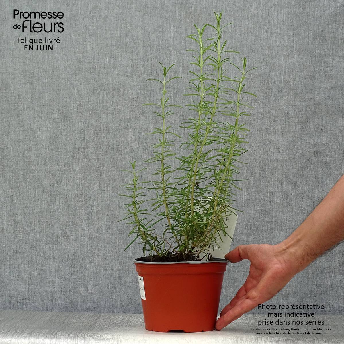 Promesse de Fleurs - Romarin officinal - Rosmarinus officinalis Pot de 1L/1,5L - Image 2
