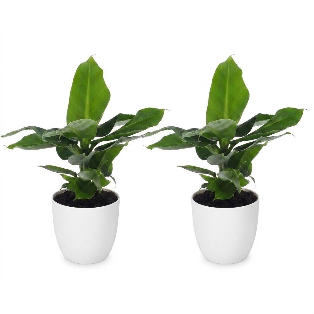 La Green Touch - Musa Oriental Dwarf - Bananier nain - Lot de 2 plantes - Avec cache-pot blanc - Pot Ø12 cm, H 30 cm - Image 2