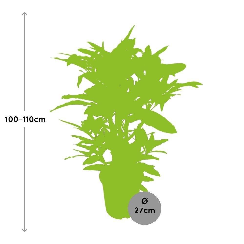 La Green Touch - Codiaeum Mango 110cm - Plante d'intérieur- La Green Touch - Imagen 3