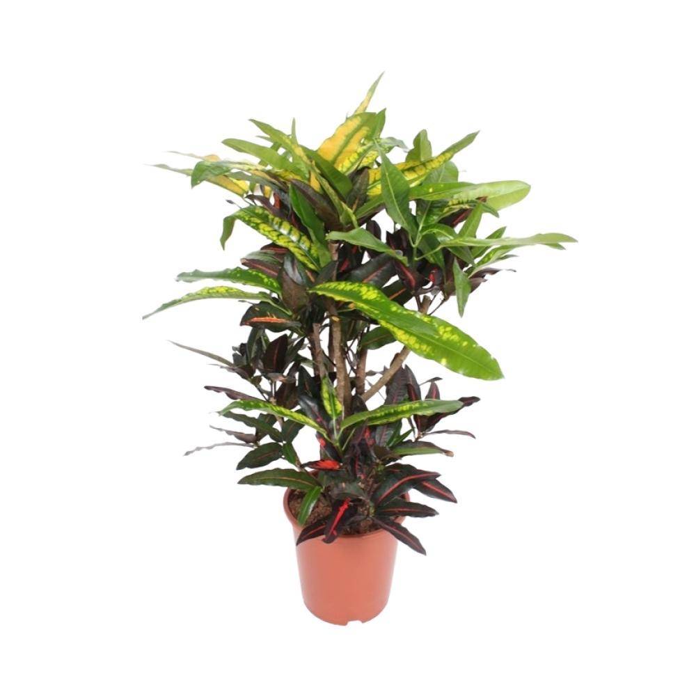 La Green Touch - Codiaeum Mango 110cm - Plante d'intérieur- La Green Touch - Imagen 1