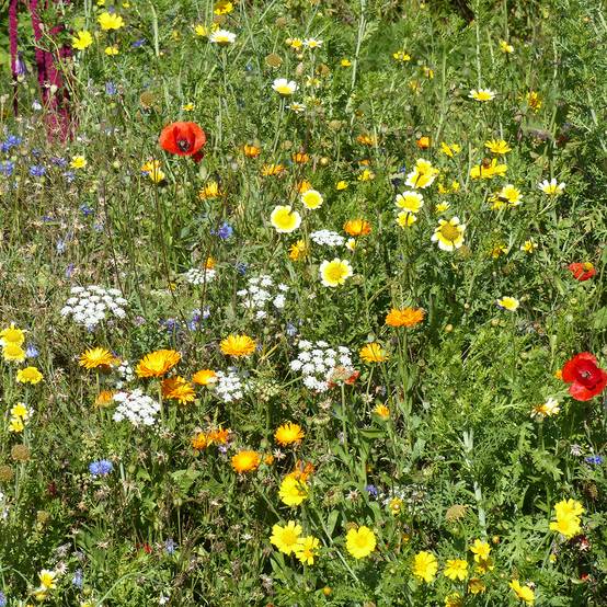 Mélange de fleurs sauvages Origine France pour 3 m?