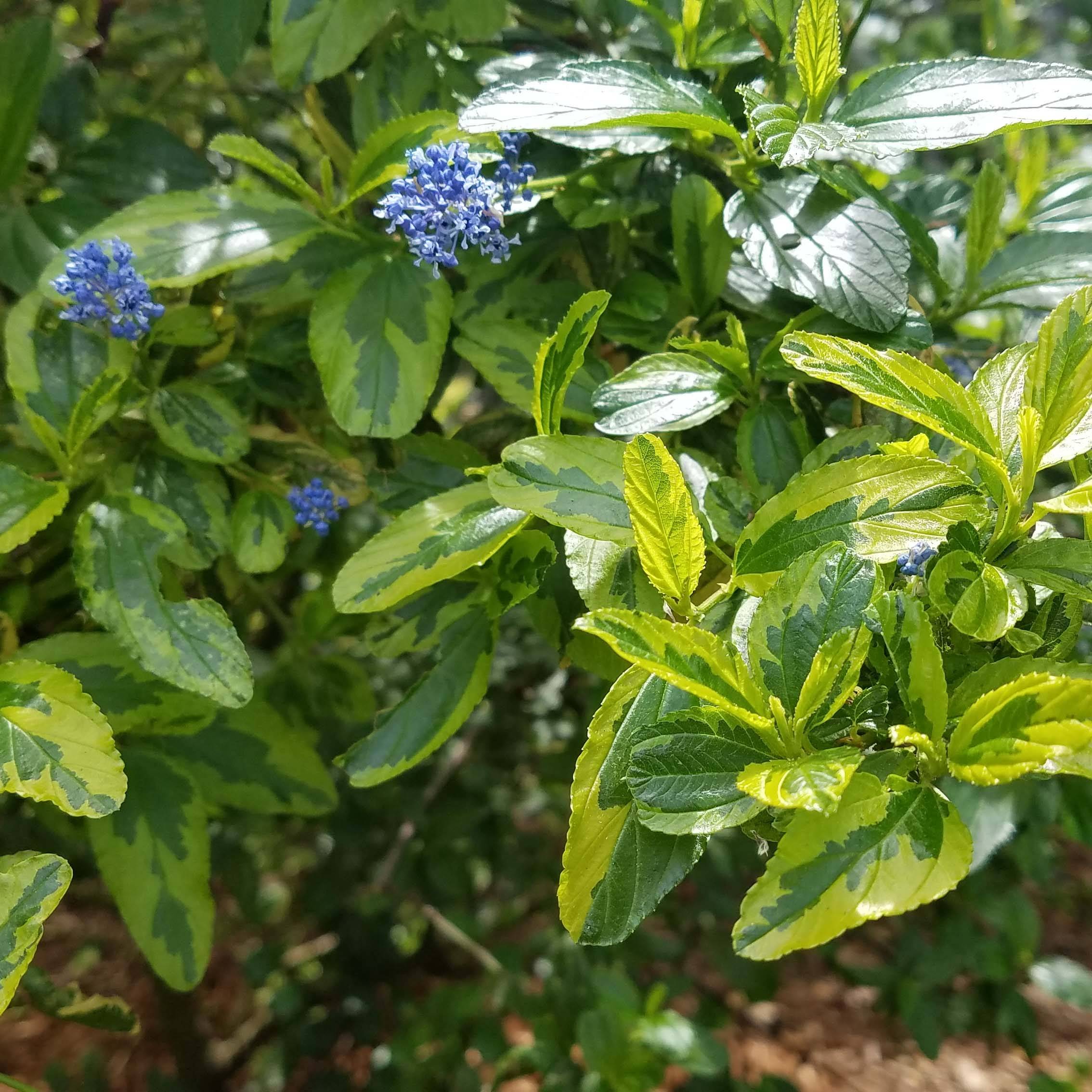 Promesse de Fleurs - Ceanothus El Dorado - Lilas de Californie Pot de 2L/3L