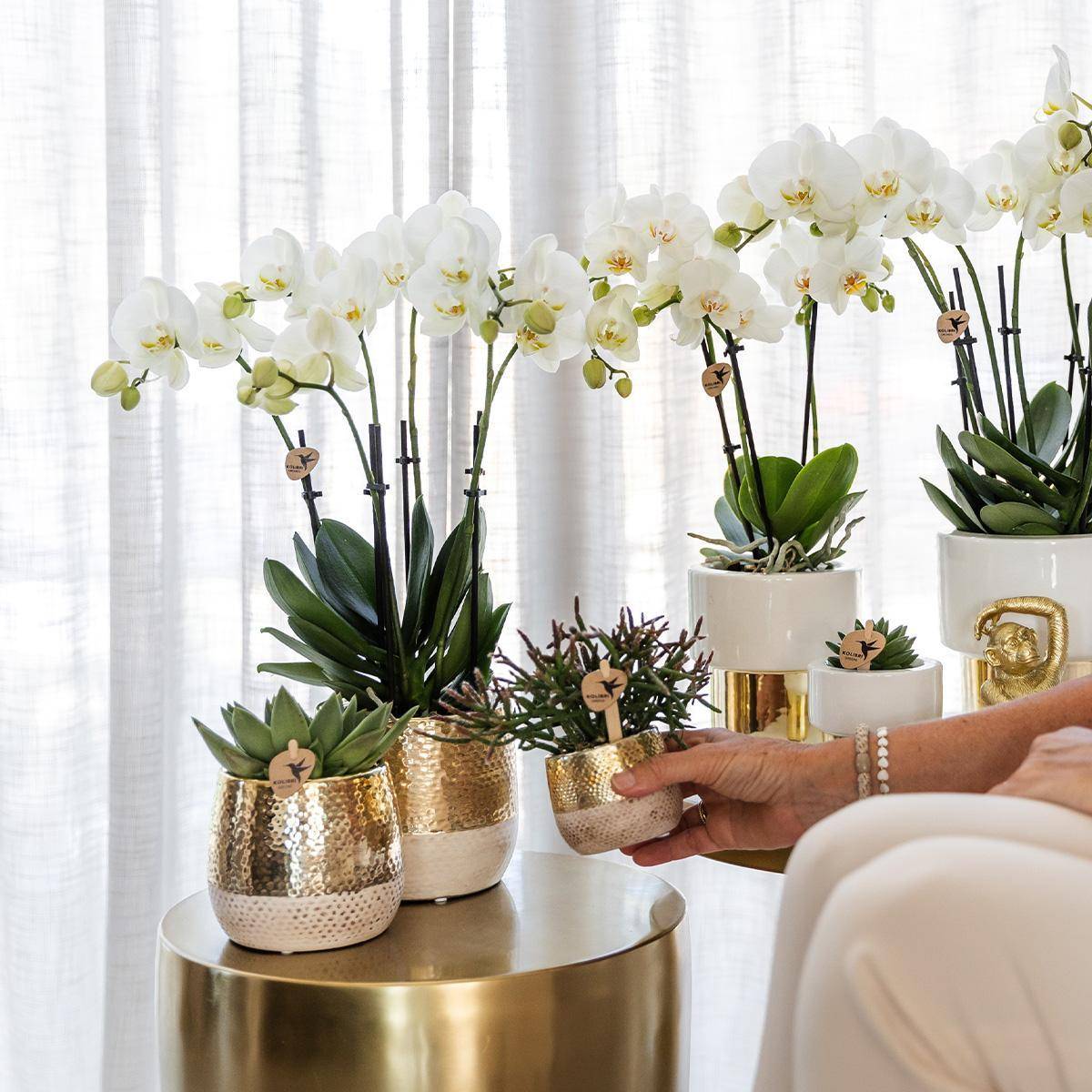 La Green Touch - Orchidée Amabilis Blanche et son pot- La Green Touch Blanc doré - Hauteur 35cm - Imagen 3