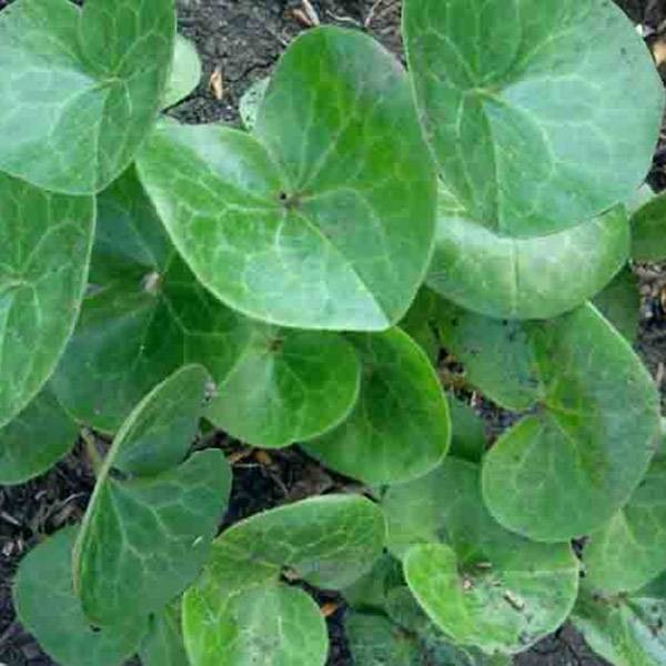 Asarum europaeum - Asaret d'Europe Godet de 8/9 cm