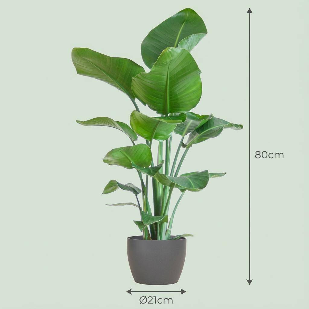Strelitzia Nicolai - Pot de 21cm - Hauteur 80cm - Gris - Plantes d'intérieur - Image 4