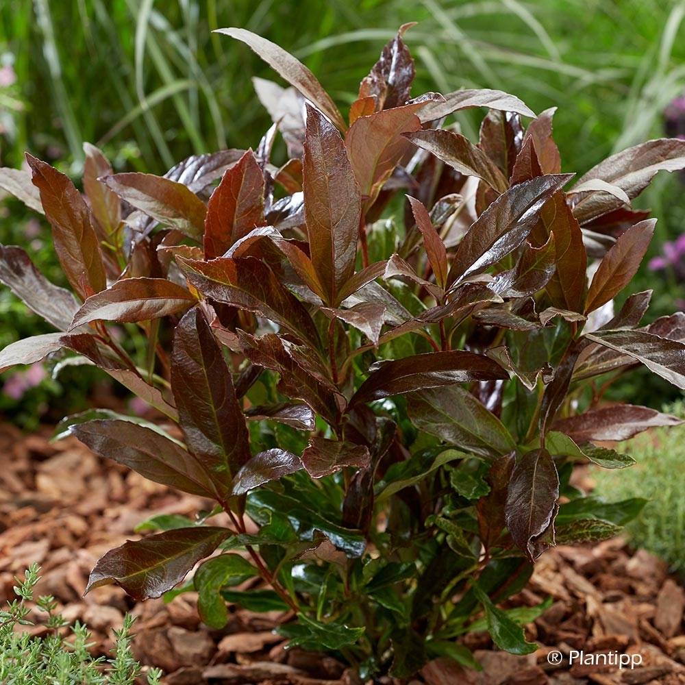 Promesse de Fleurs - Viburnum odoratissimum Coppertop - Viorne parfumée Pot de 3L/4L - Image 1