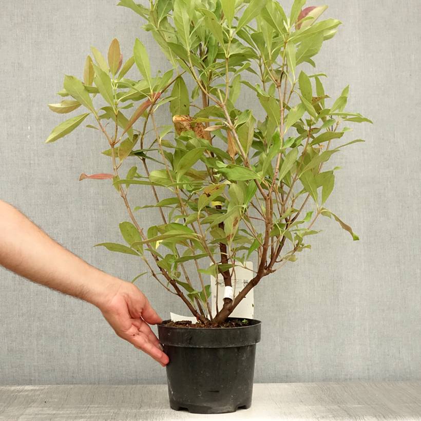 Promesse de Fleurs - Viburnum odoratissimum Coppertop - Viorne parfumée Pot de 3L/4L - Image 2