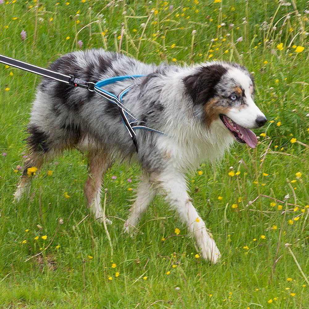 Ferplast - Ferplast Harnais chien SPORT DOG, Harnais pour chien taille Grande, Harnais Suédois, Rembourrage doux, Coutures Réfléchissantes, Fermeture par - Imagen 3
