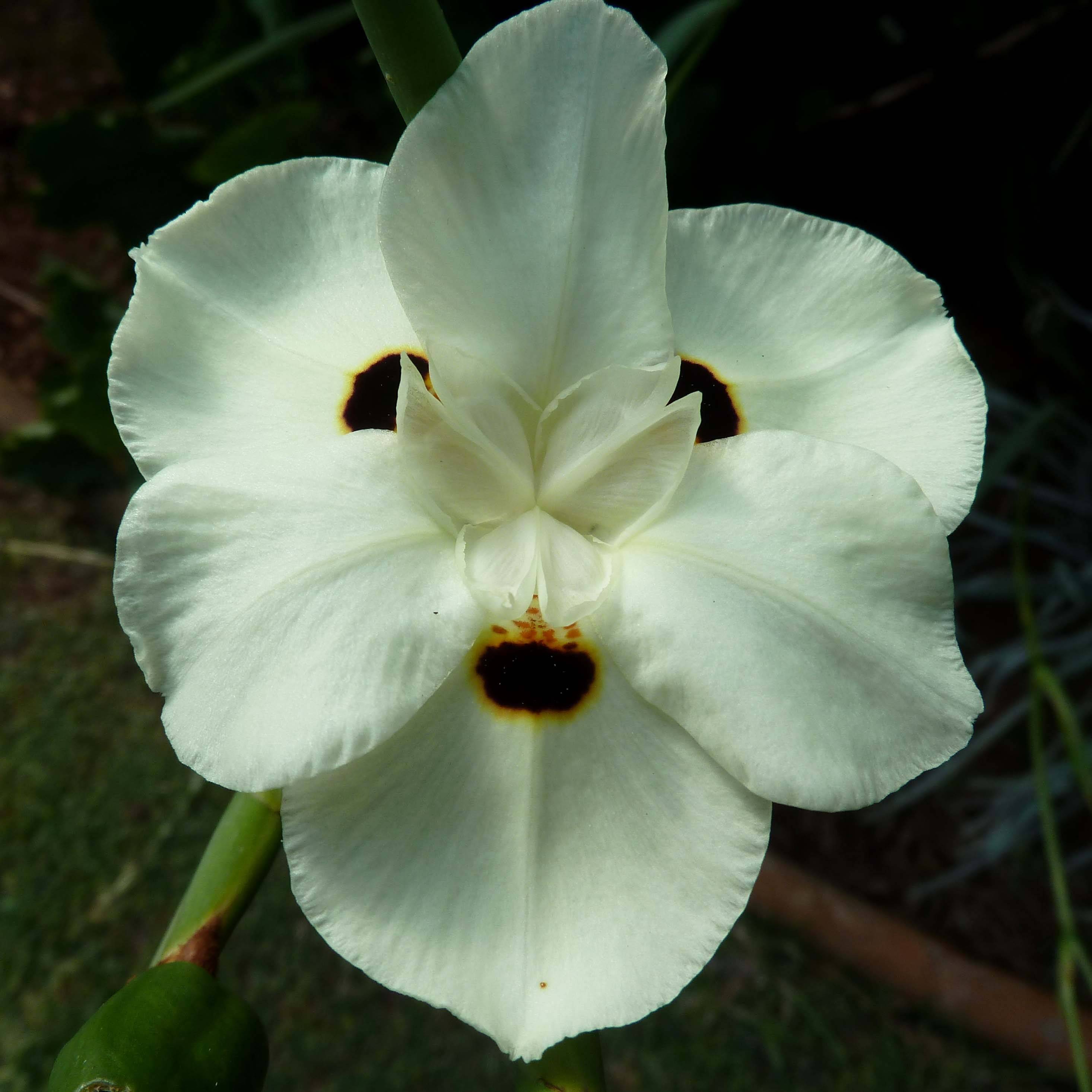 Dietes bicolor - Iris espagnol Pot de 2L/3L