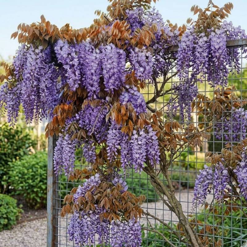 Glycine de Chine Blue Line® 'Copper Leo' à fleurs Bleue - feuillage Caduc - Godet - 5/20 cm-  hauteur à maturité De 5,00 m à 10,00 m - Imagen 3