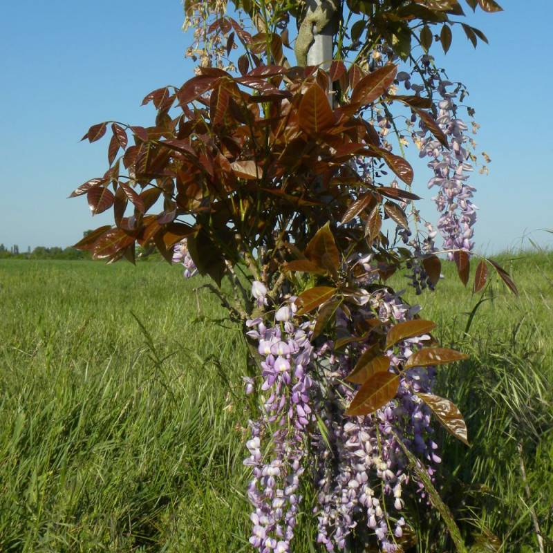 Glycine de Chine Blue Line® 'Copper Leo' à fleurs Bleue - feuillage Caduc - Godet - 5/20 cm-  hauteur à maturité De 5,00 m à 10,00 m - Imagen 5