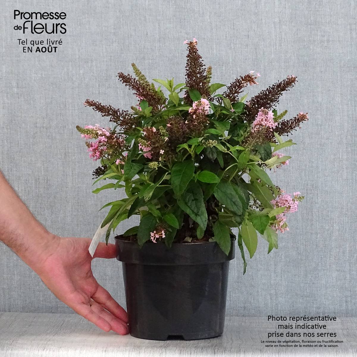 Buddleja davidii Butterfly Candy Little Pink - Arbre aux papillons nain Pot de 3L/4L - Image 2