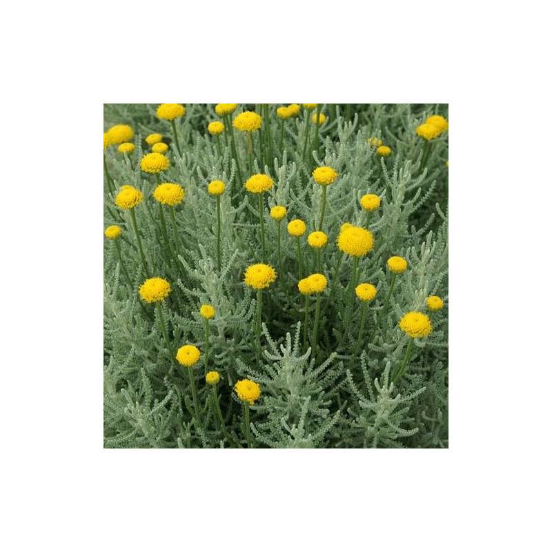 Santoline pinnata à fleurs Jaune - feuillage Persistant - Godet - 5/20 cm-  hauteur à maturité De 0,50 m à 1,00 m - Image 1