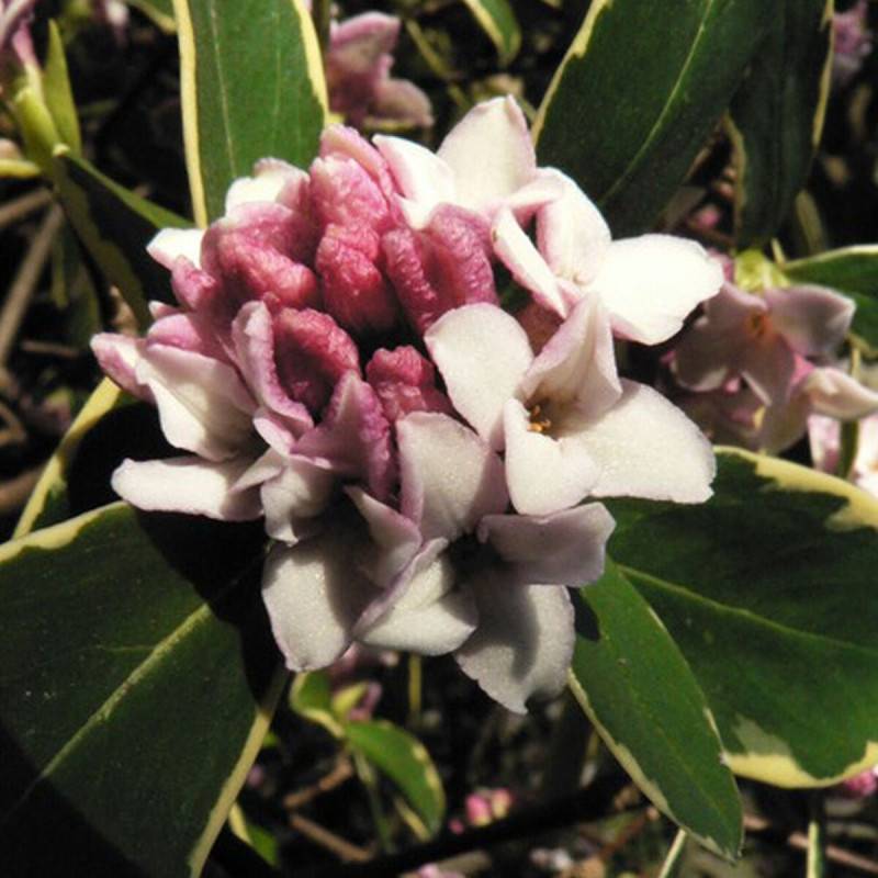 Daphne Aureomarginata, Daphné panaché à fleurs Rose - feuillage Persistant - Pot de 4L - 40/60 cm-  hauteur à maturité De 1,00 m à 1,50 m