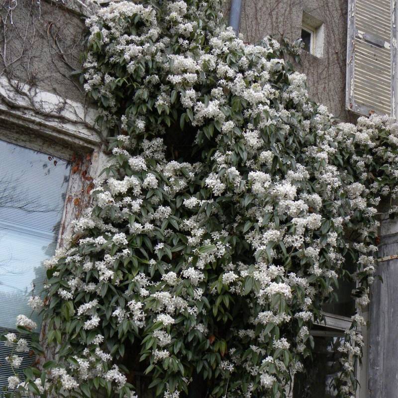 Clématite armandii à fleurs Blanche - feuillage Persistant - Godet - 5/20 cm- hauteur à maturité De 5,00 m à 10,00 m - Image 8