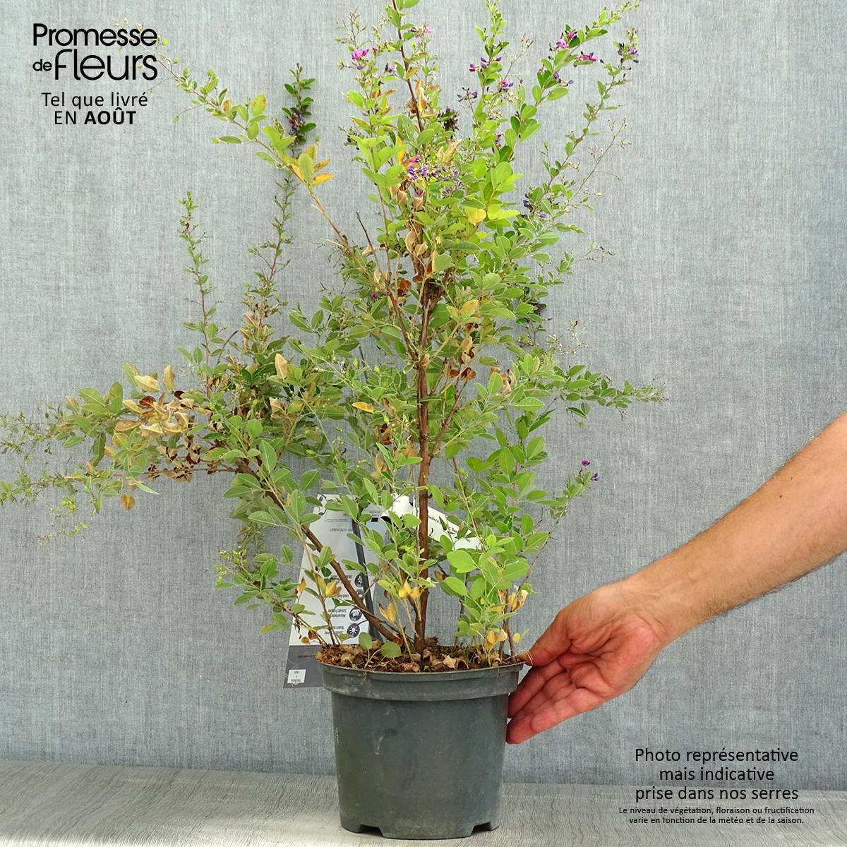 Promesse de Fleurs - Lespedeza bicolor Summer Beauty - Trèfle en arbre  Pot de 3L/4L - Image 2