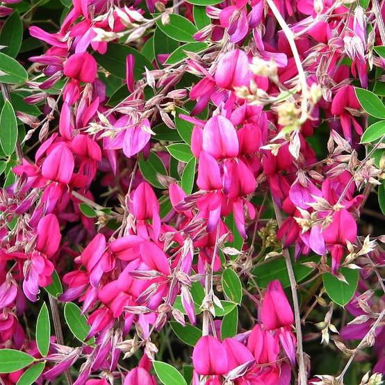 Promesse de Fleurs - Lespedeza bicolor Summer Beauty - Trèfle en arbre Pot de 3L/4L - Image 1