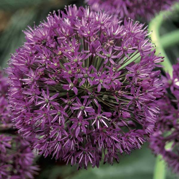 Ail d'ornement - Allium aflatunense Purple Sensation Godet de 8/9 cm calibre 14+
