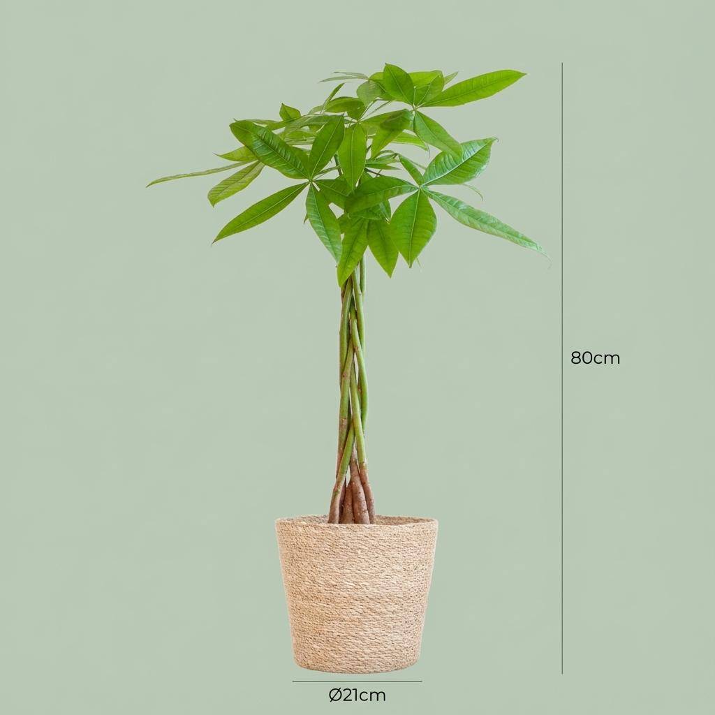 Pachira Aquatica - Pot de 21cm - Hauteur 80cm - Panier - Plantes d'intérieur - Image 4