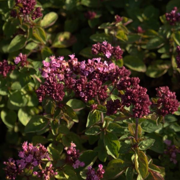 Promesse de Fleurs - Origanum hybride Rosenkuppel, Origan, Marjolaine Godet de 8/9 cm