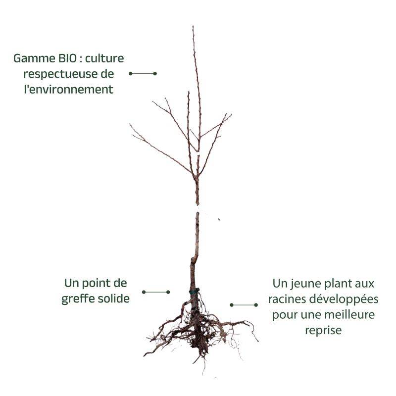 Abricotier 'Royal' BIO (Prunus armeniaca 'Royal') - Scion de 80 à 100cm - Pépinières Naudet - Imagen 3