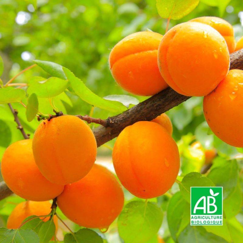 Abricotier 'Royal' BIO (Prunus armeniaca 'Royal') - Scion de 80 à 100cm - Pépinières Naudet - Imagen 1
