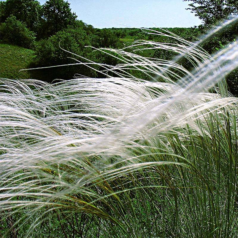 Stipa pulcherrima - Stipe admirable Godet de 8/9 cm