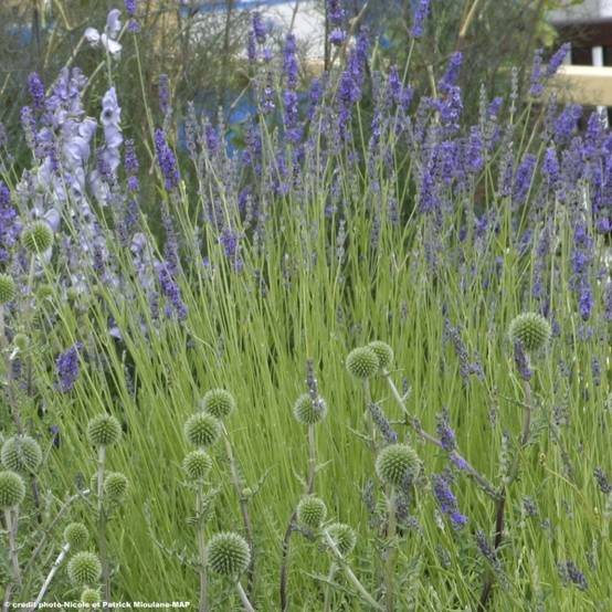 Lavande intermedia Grappenhall - Lavandin Pot de 2L/3L