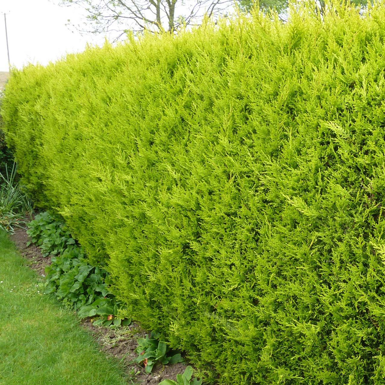 Cupressocyparis Castlewellan Gold - Cyprès de Leyland Pot de 3L/4L - Image 1