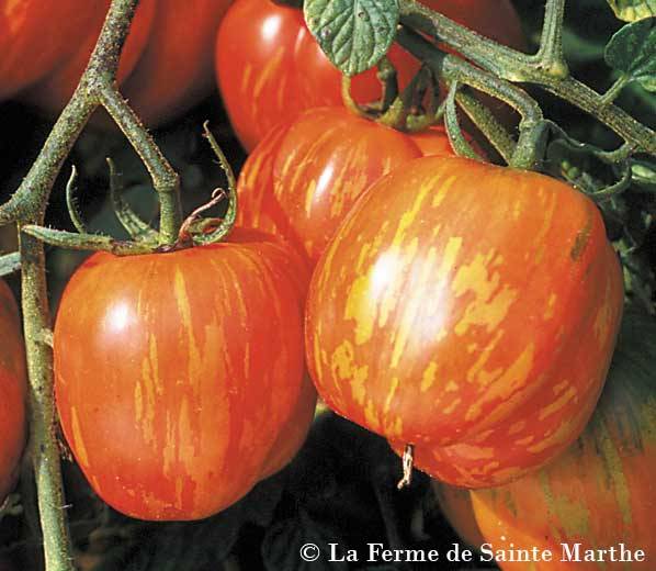 Tomate Tigerella bicolore Bio - Ferme de Sainte Marthe le sachet de 50 graines environ