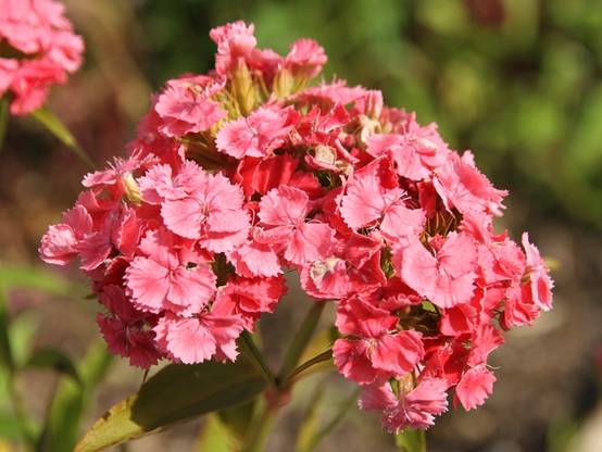 Graines d'Oeillet de Poète à fleurs simples en mélange - Dianthus barbatus le sachet de 1550 graines environ (2g) - Image 1