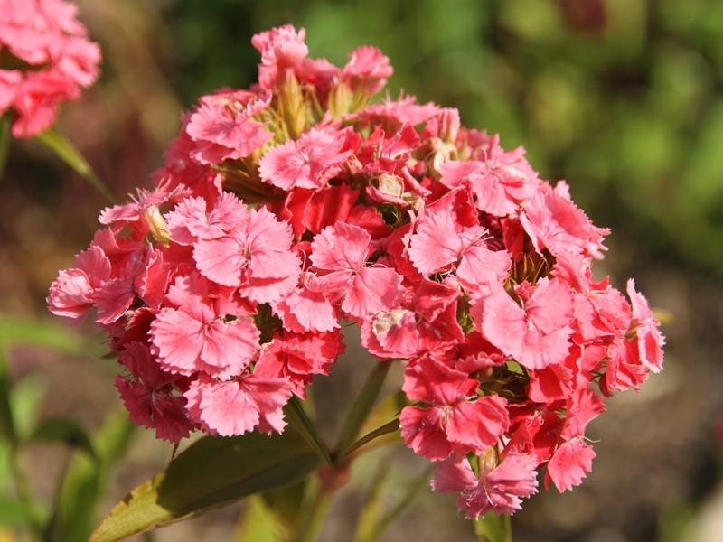 Graines d'Oeillet de Poète à fleurs simples en mélange - Dianthus barbatus le sachet de 1550 graines environ (2g) - Image 1