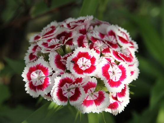 Graines d'Oeillet de Poète à fleurs simples en mélange - Dianthus barbatus le sachet de 1550 graines environ (2g) - Image 3