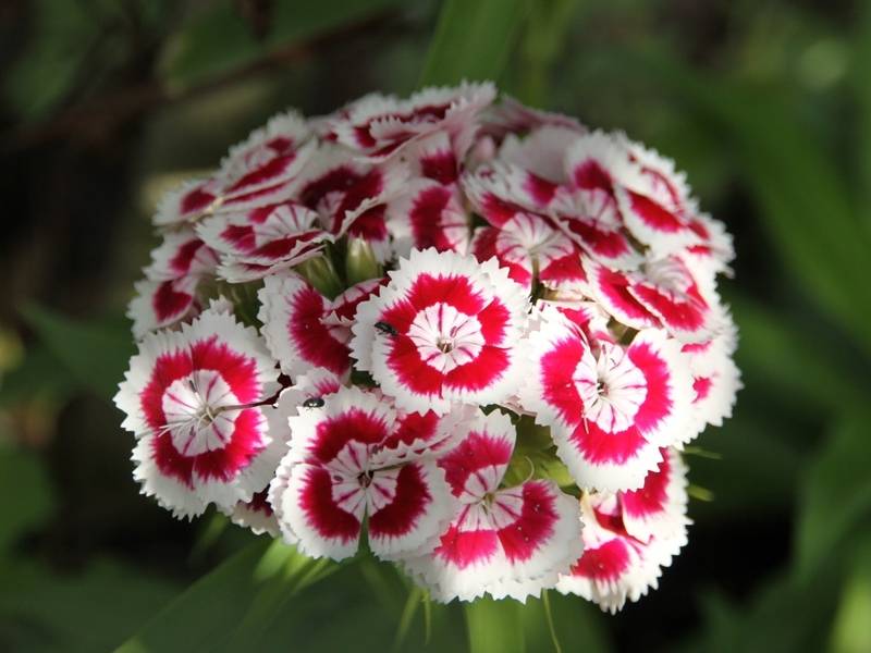 Graines d'Oeillet de Poète à fleurs simples en mélange - Dianthus barbatus le sachet de 1550 graines environ (2g) - Image 3