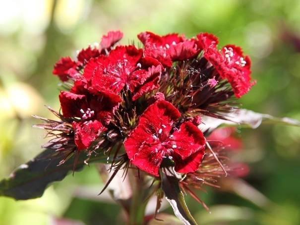 Graines d'Oeillet de Poète à fleurs simples en mélange - Dianthus barbatus le sachet de 1550 graines environ (2g) - Image 2