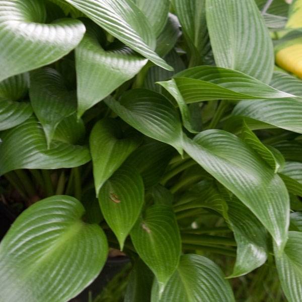 Hosta Devon Green Pot de 1,5L/2L