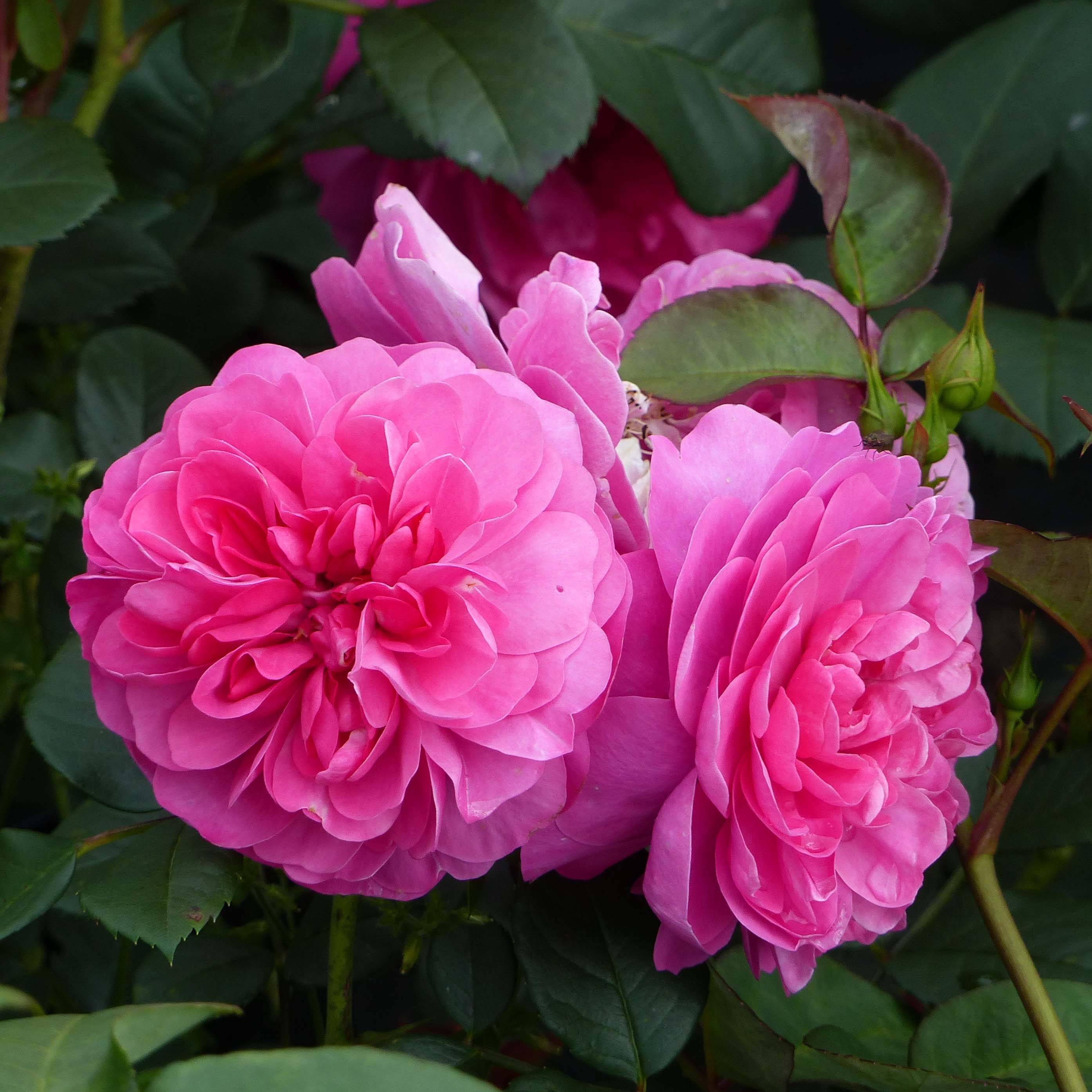 Promesse de Fleurs - Rosier grimpant Allegro Pot de 4L/5L