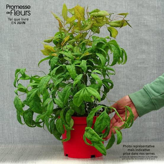 Promesse de Fleurs - Nandina domestica Fire Power - Bambou sacré Pot de 2L/3L - Image 2