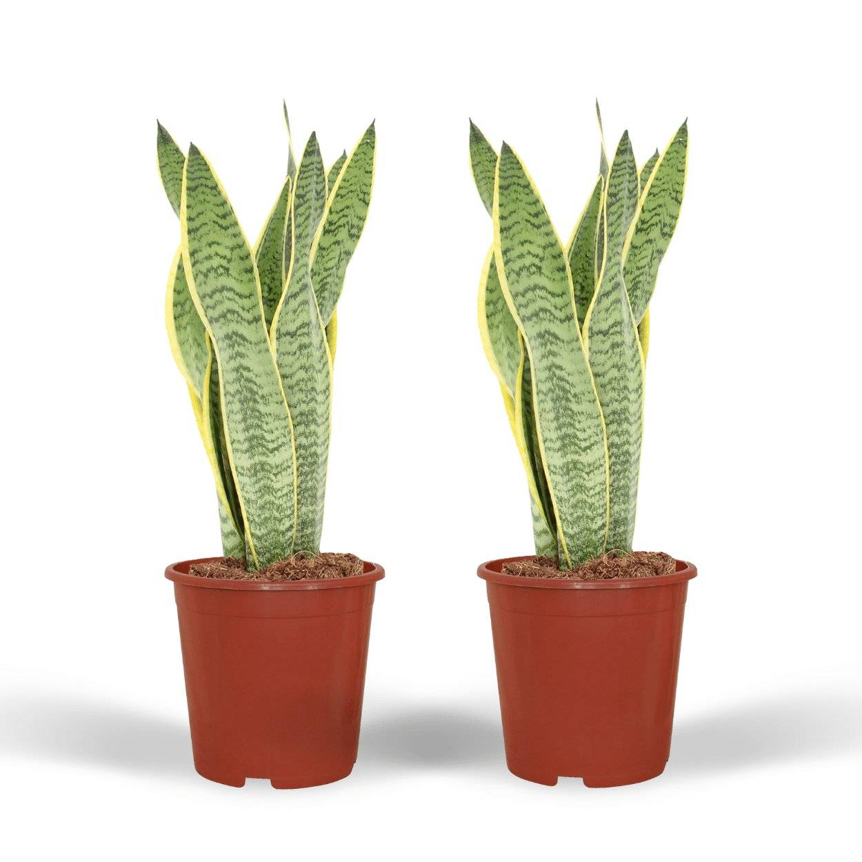 Sansevieria Laurentii - H40cm