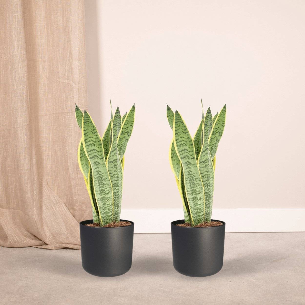 La Green Touch - Sansevieria Laurentii - H40cm - Image 2