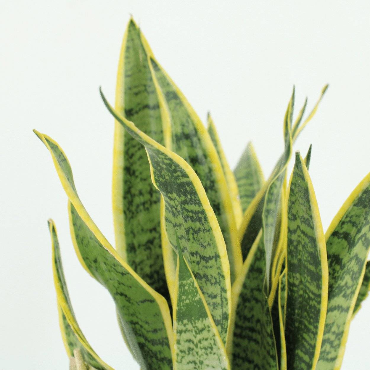 La Green Touch - Sansevieria Laurentii - H40cm - Image 3